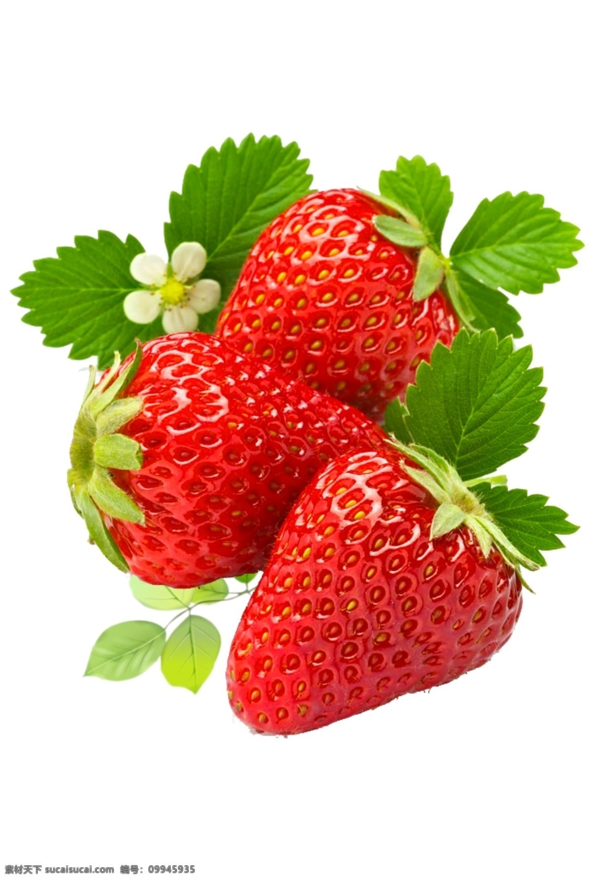 草莓元素 草莓 红色 叶子 水果 白色