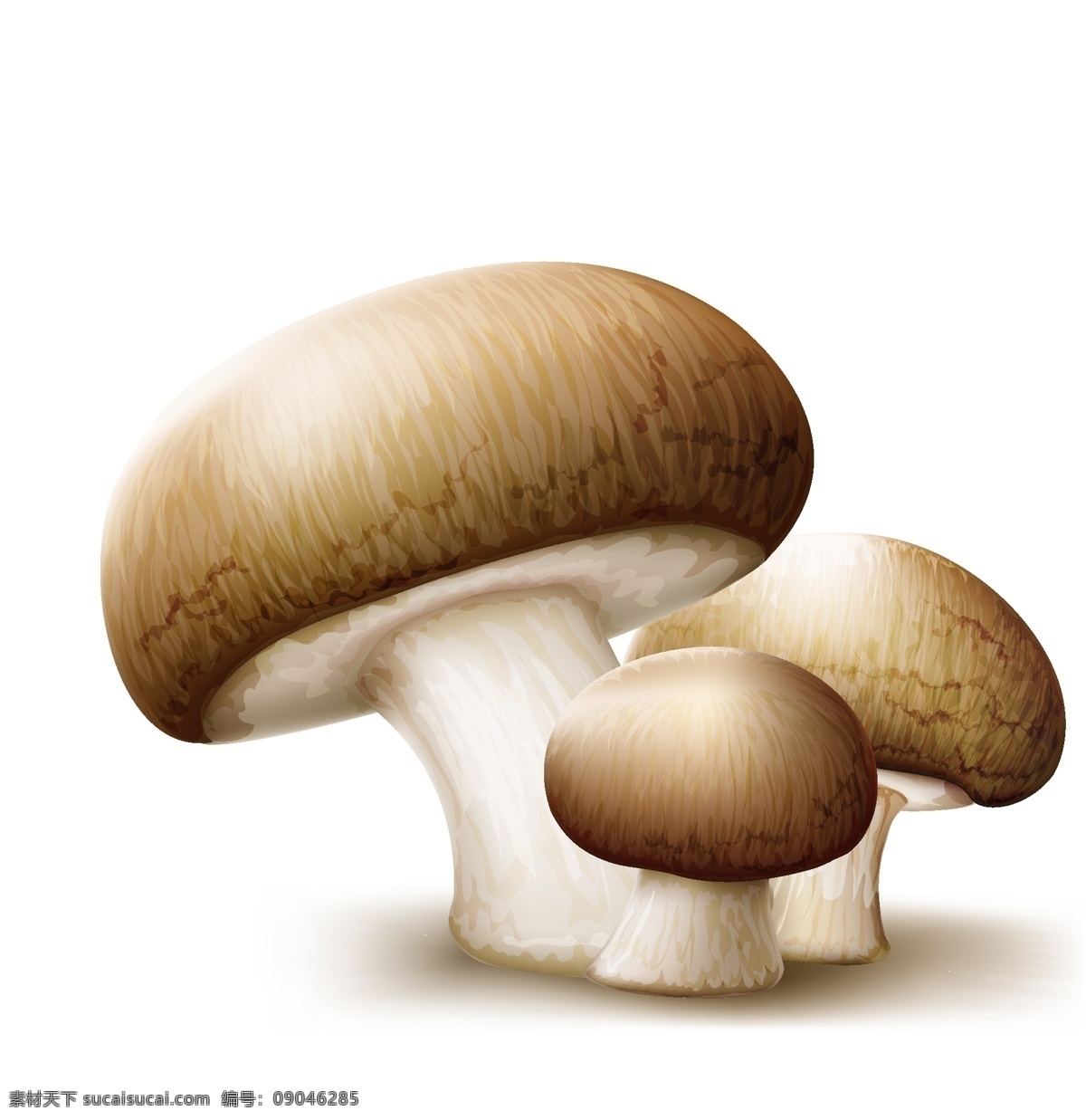 卡通蘑菇矢量 卡通 绘画 蘑菇 蘑菇设计 矢量蘑菇 蘑菇素材 食物蔬菜 蔬菜 水果 生物世界 矢量素材 白色