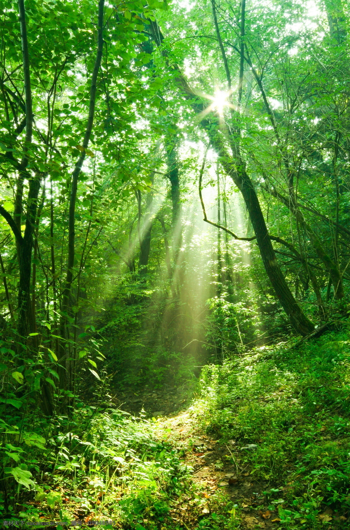 野外 树林 阳光 光线 植物 梦幻 仙境 森林 树木 树 草地 树枝 美丽树林 森林风景 自然风景 梦幻美景 山水风景 风景图片