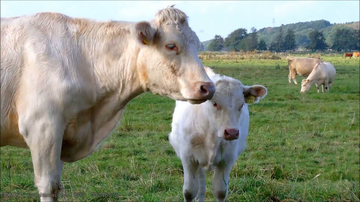母牛犊犊 动物 牛 小牛 母亲 舔 舌头 领域 德国 沼泽 白色 牛奶 可爱的 草