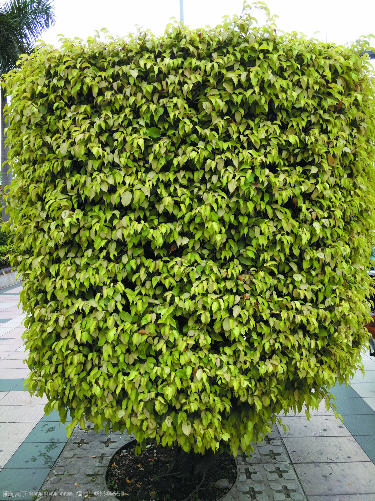 地砖 广场砖 小树 绿叶 绿化带 绿化 建筑园林 园林建筑 生物世界 树木树叶