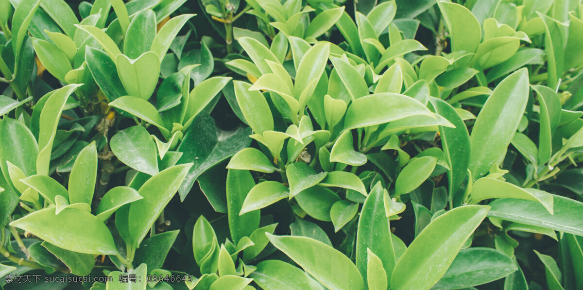 植物 植被 叶子 图 绿植 绿叶 叶 风景 商用 照片