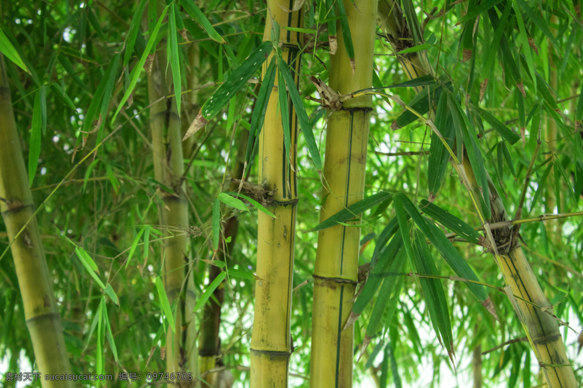风景 风光 竹林 图 清新 植物 竹子 竹叶 叶子 照片 摄影图