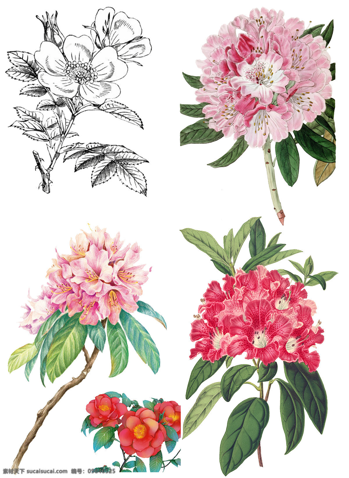 手绘花卉2 花朵 花卉 手绘花 精细手绘 水彩手绘花朵 彩铅花朵