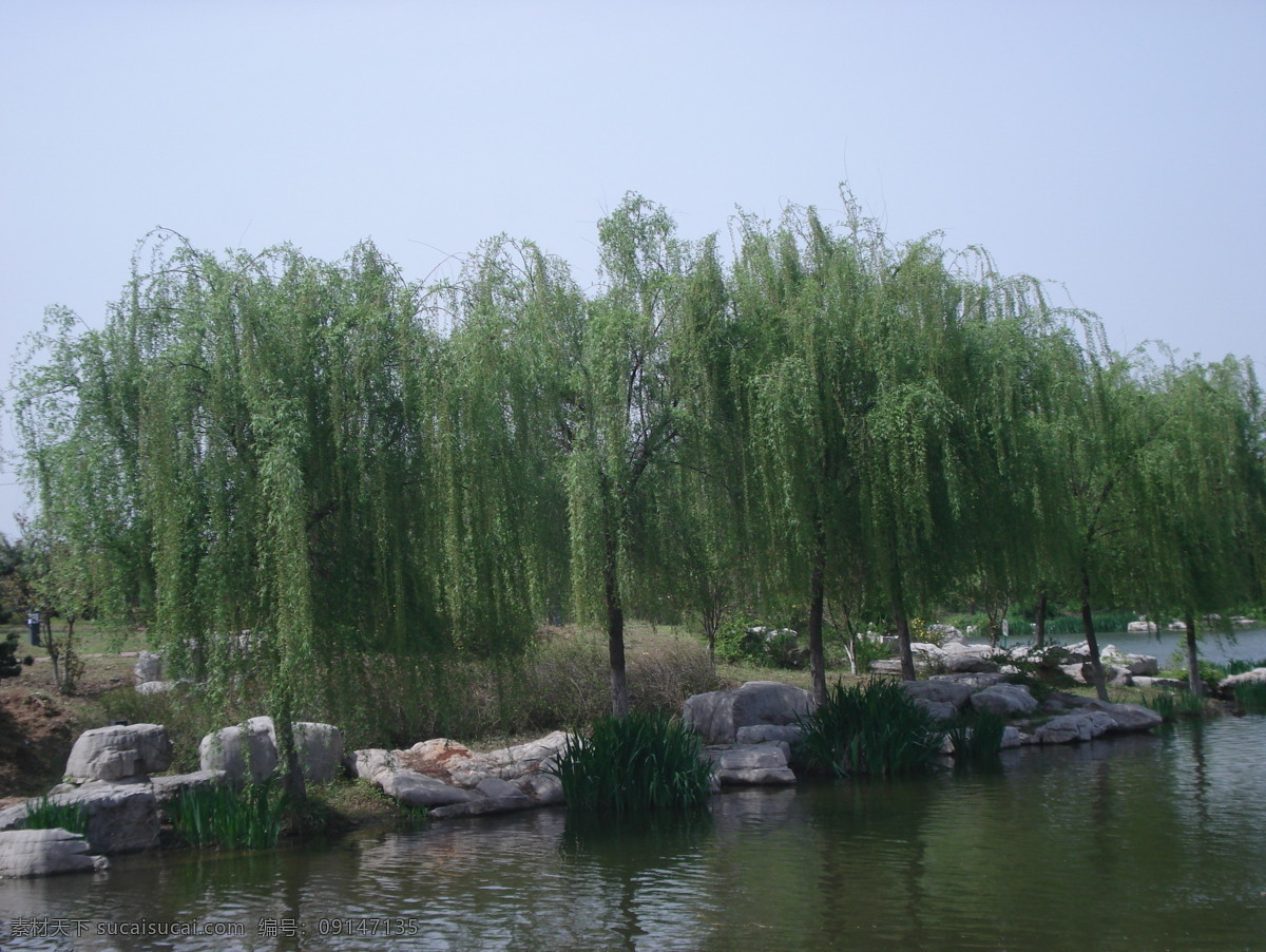 河边垂柳 风景 河边 垂柳 微风吹拂 绿树 碧水 石头 自然风景 自然景观