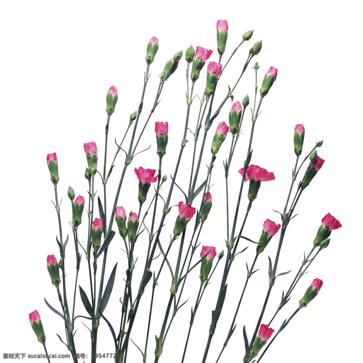 白底 花卉 花朵 花瓣 玫瑰花朵 月季 月季玫瑰 月季花瓣 水彩月季 月季手绘 红色月季 粉色月季 玫瑰花瓣 一枝玫瑰 情人节素材 水彩 水彩花卉 玫瑰花 手绘花卉 水彩素材 花卉背景 玫瑰 百合 花纹花边 小清新素材 花草 小清新 热带树叶 植物 叶子 绿色 热带 生物世界