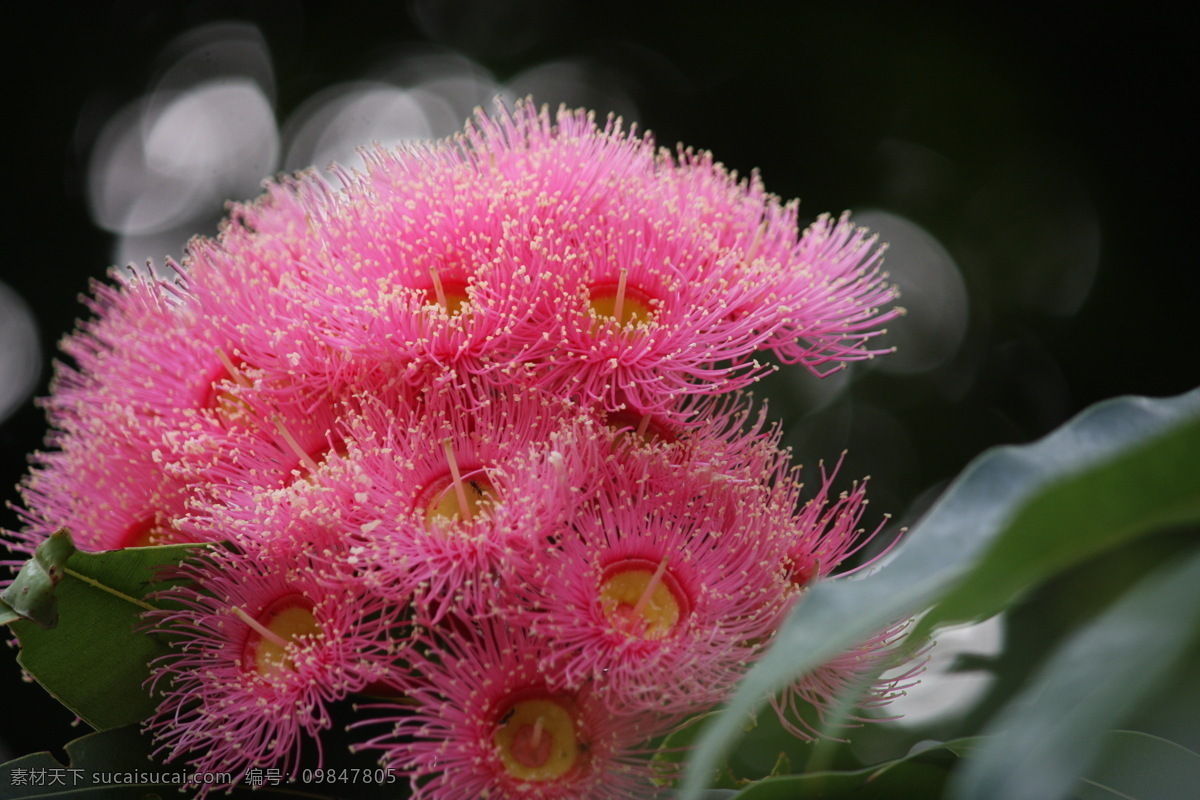 尤加利花簇 桉树花 尤加利 考拉树 eucalyptus flower 桉树 粉色尤加利 花 花簇 花卉 花蕊 悉尼的花卉 花草 生物世界