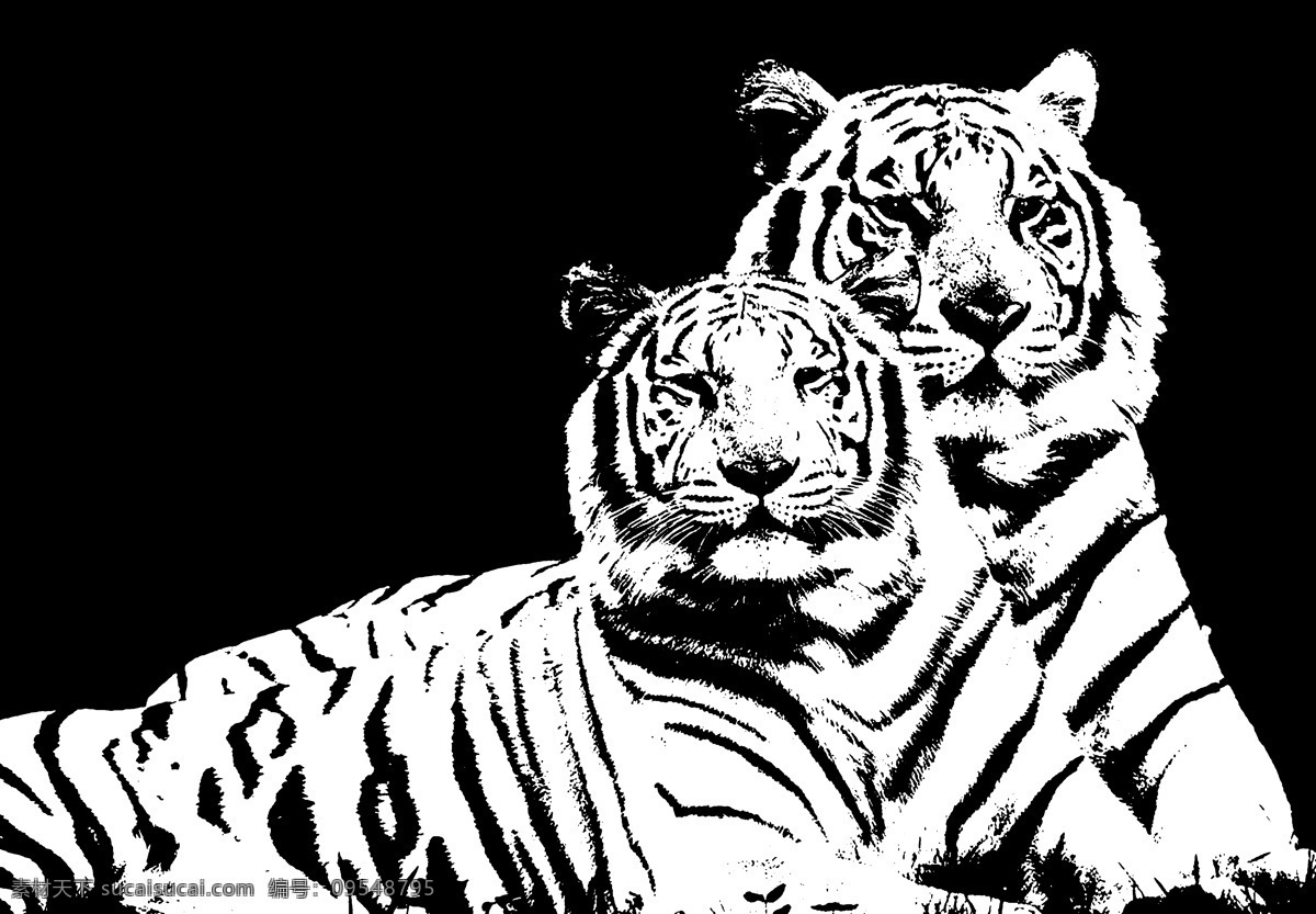 欧式装饰画 两只老虎 黑白 虎 装饰画 黑白图片 绘画书法 文化艺术