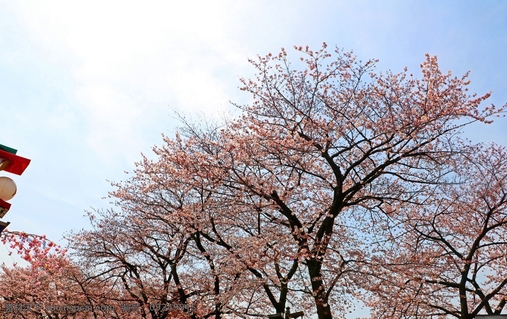 樱花树 国外 旅游 日本 首都 东京 浅草寺 樱花 飘絮 好看 美丽 粉红 浪漫 旅游摄影 国外旅游