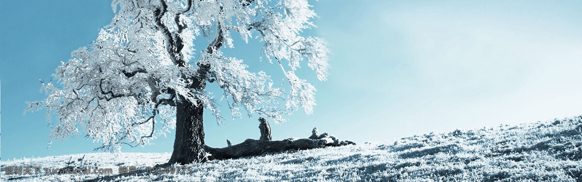 雪景 海报 背景 背景素材 淘宝 天猫 1920 全 屏 全屏背景 淘宝背景 天猫背景 冬季 光线 树木 下雪 雪 冰雪景色 自然风景 青色 天蓝色