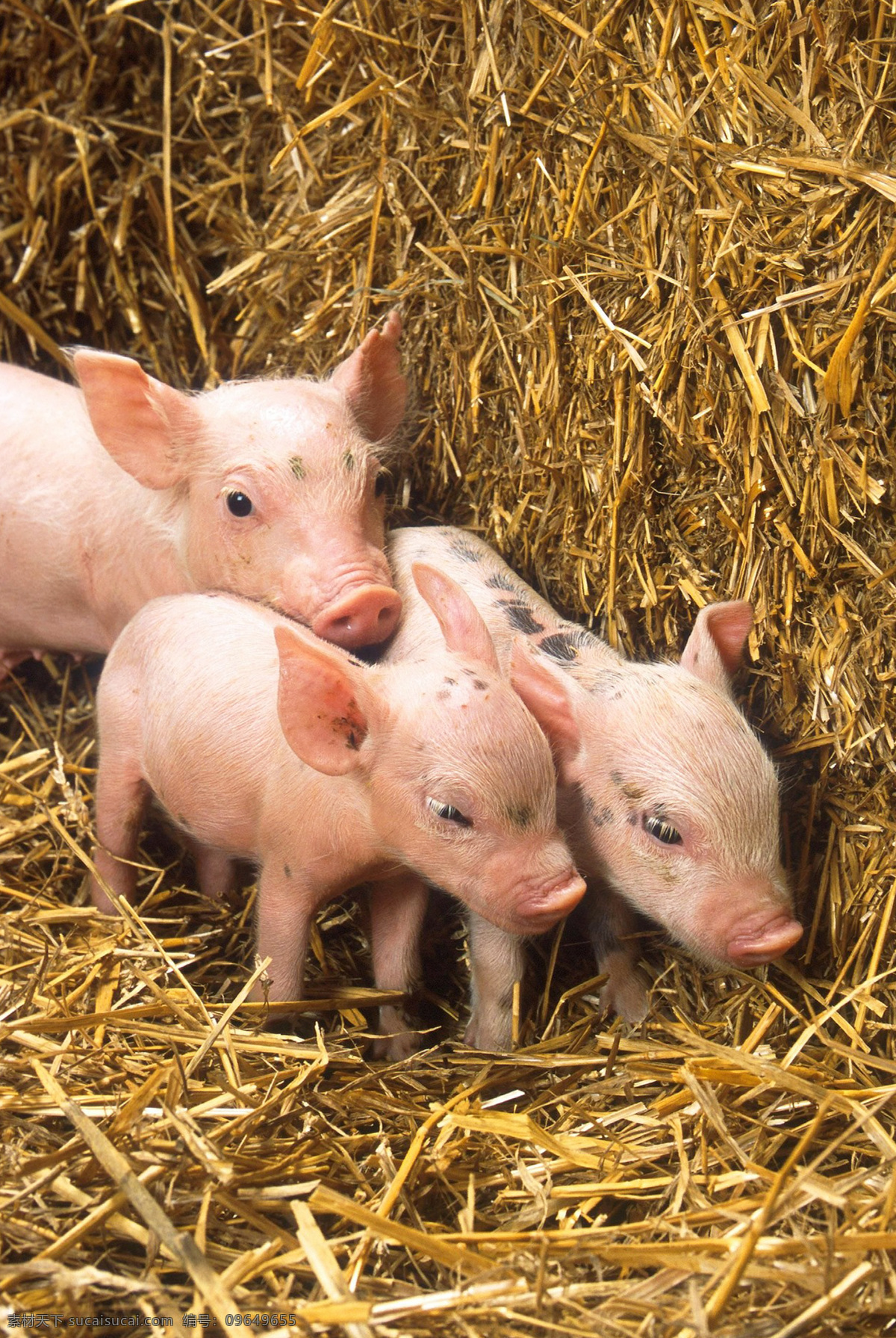 猪仔 猪 野猪 家猪 家畜 豕舒胖子 黑面郎 pig swine