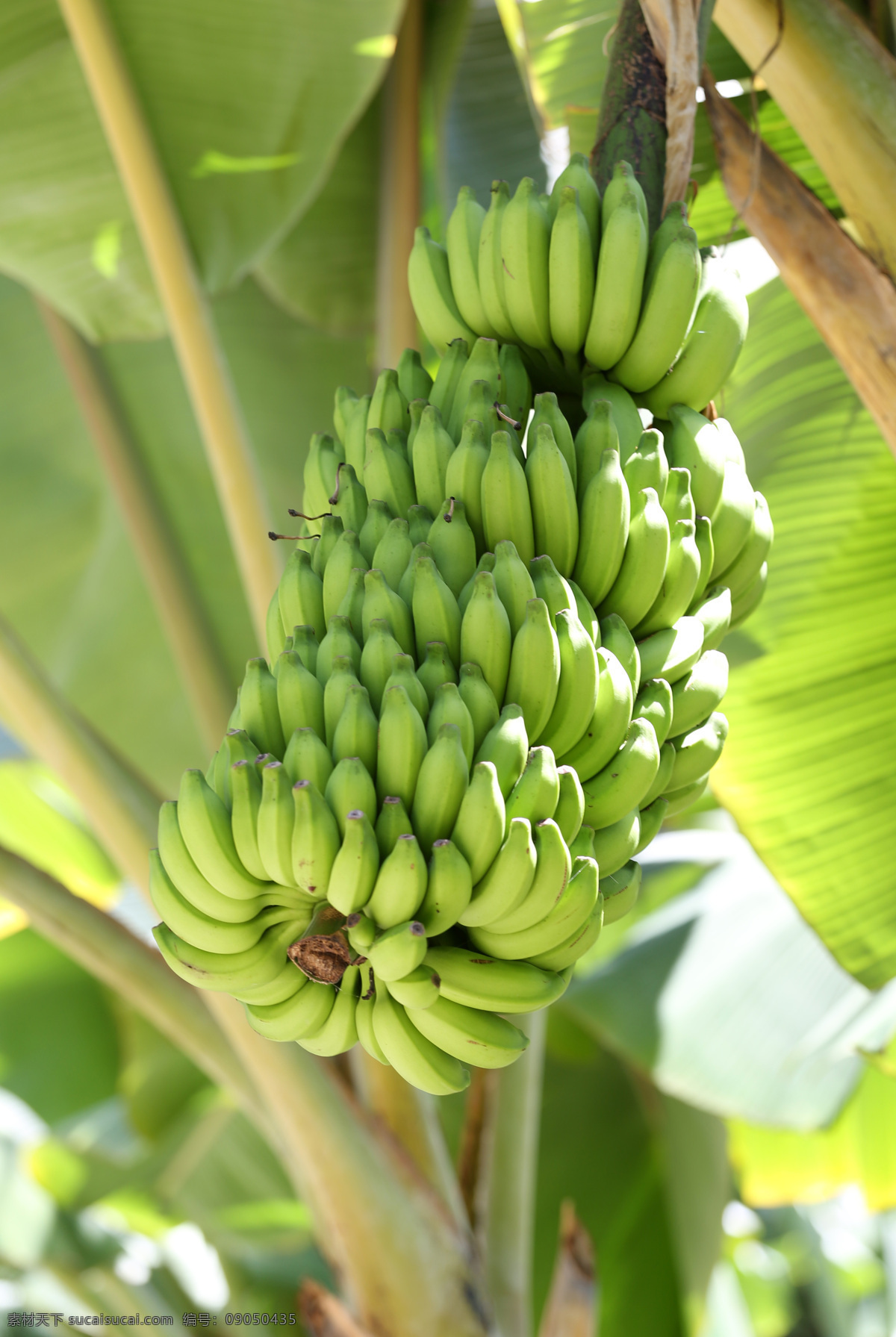 叶 树 香蕉 食物 自然 背景 香蕉树 绿香蕉 生香蕉 水果树 新鲜香蕉 热带水果 热带植物 广东芝麻蕉 田园风光 生物世界 水果