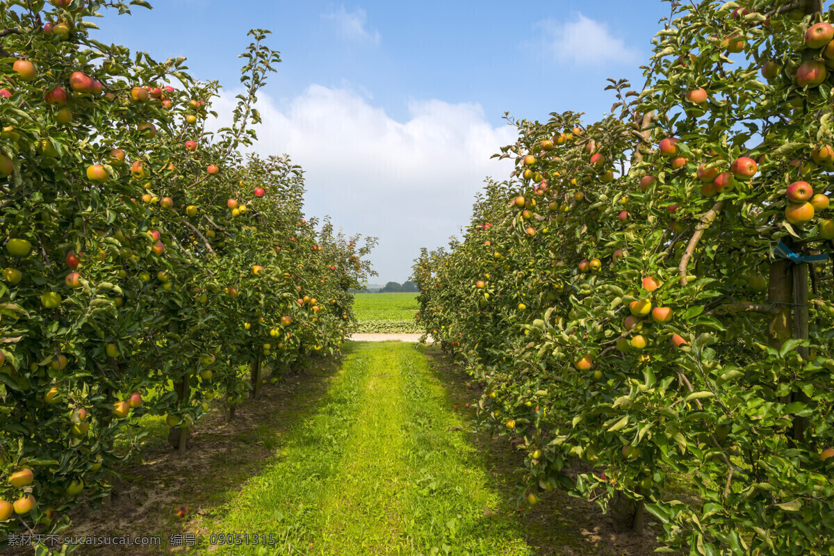 绿叶 叶子 苹果园 苹果园图片 苹果树 苹果 水果 果园 疆苹果 阿克苏苹果 美丽苹果园 风景 自然景观 田园风光