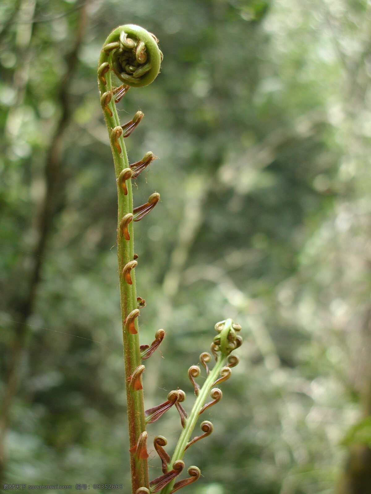 山野菜 刺老芽 老蕨菜 花草素材 花草 生物世界
