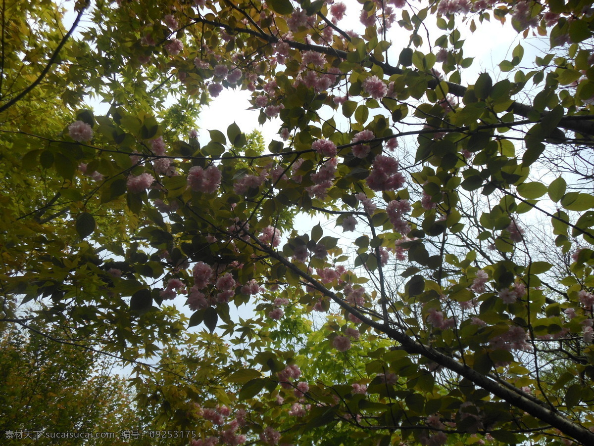 春色 春天 粉色 风景 花草 花朵 绿色 美景 春天花朵美景 桃花 明媚 植物 生物世界 psd源文件