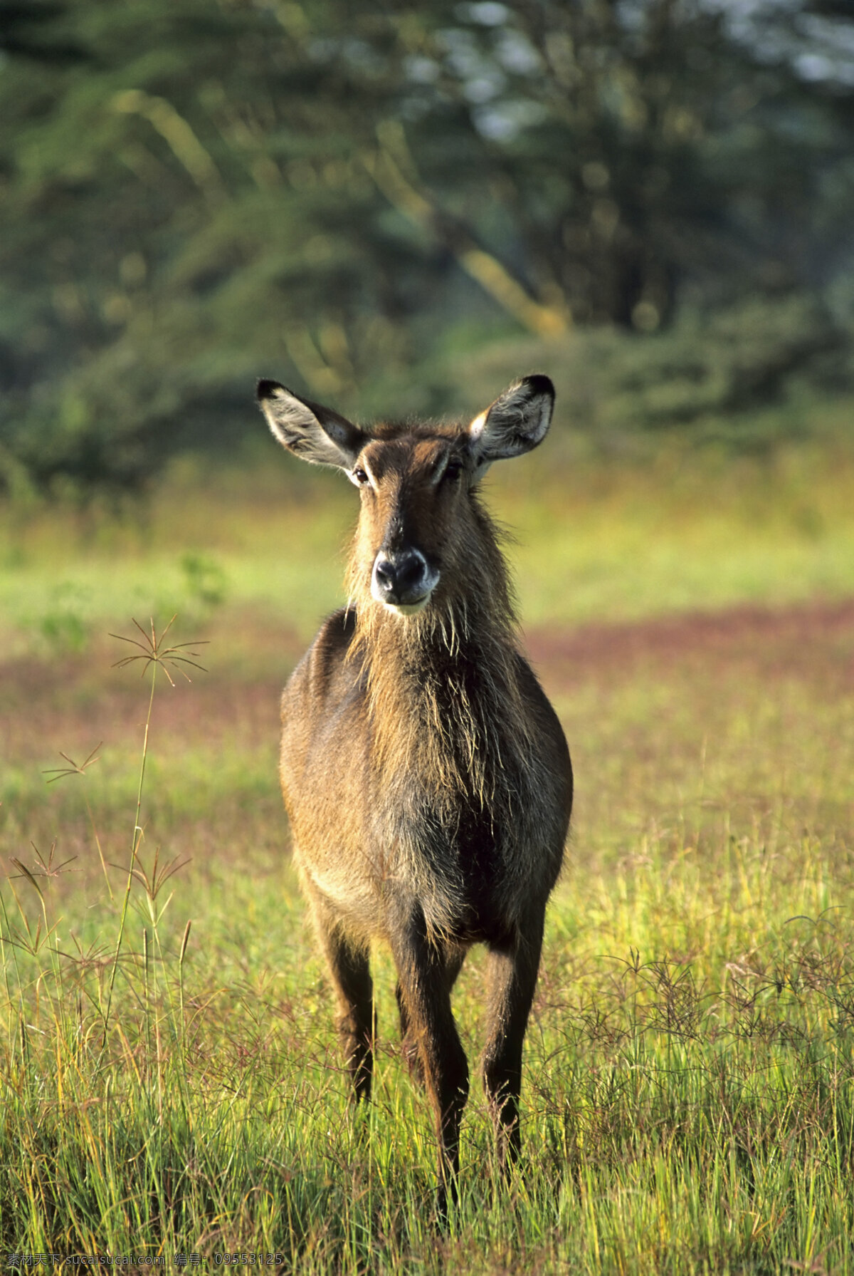 草原 上 鹿 野生动物 动物世界 摄影图 陆地动物 生物世界