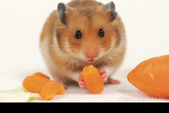 老鼠吃红萝卜 鼠类 宠物鼠 生物世界 野生动物 老鼠 摄影图库