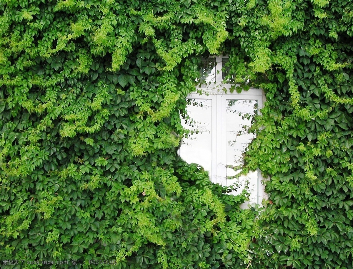 爬山虎 窗子 银白 绿色环保 自然景观 建筑景观 摄影图库 生物世界 花草