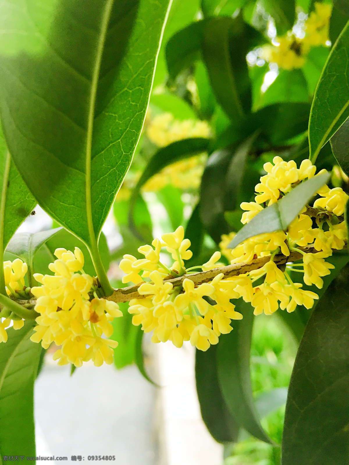 桂花 花 金桂 秋天 绿叶 生物世界 花草