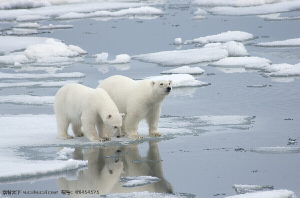北极熊 熊 白熊 大自然 野生动物 动物