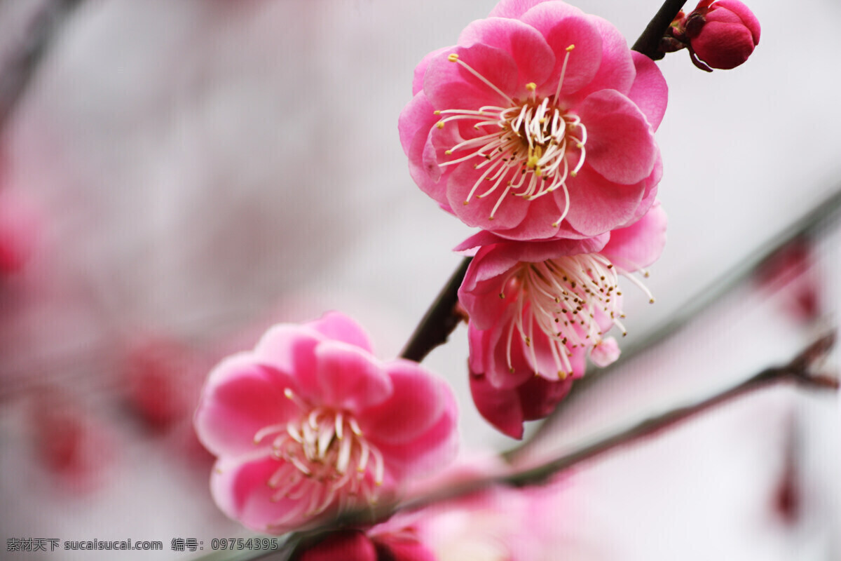 红梅 春天 梅花素材 鲜花素材 梅花图片 鲜花摄影 鲜花背景 红梅图片 红梅花 鲜花图片 梅花 特写 花卉素材 花朵 摄影图库 花草 生物世界