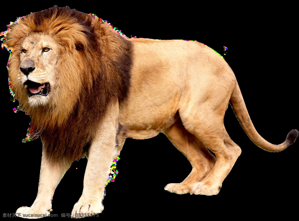 野生动物狮子 野生动物 狮子 公狮子 母狮子 凶猛动物 野兽 生物世界