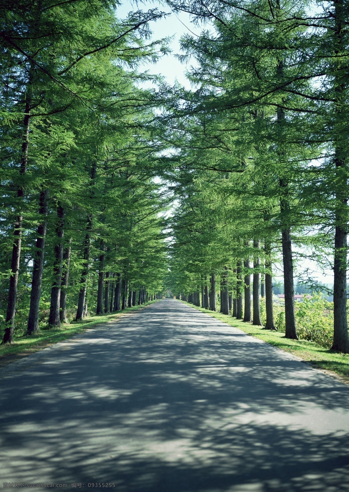 自然风景 草原 春天 夏天 公路 绿树 森林 自然景观