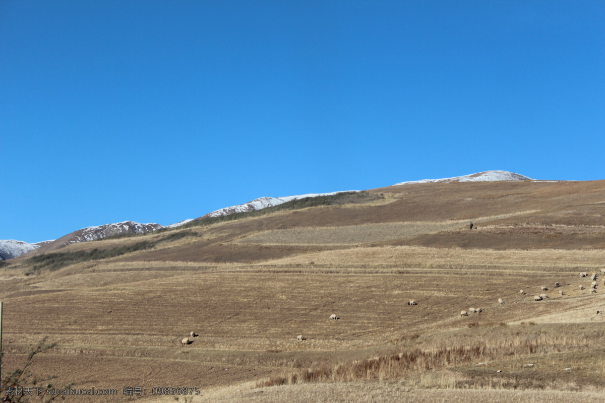 青海 景观 高原 公路 国内旅游 旅游摄影 秋天 雪山 羊群 青海景观 西北 风景 生活 旅游餐饮