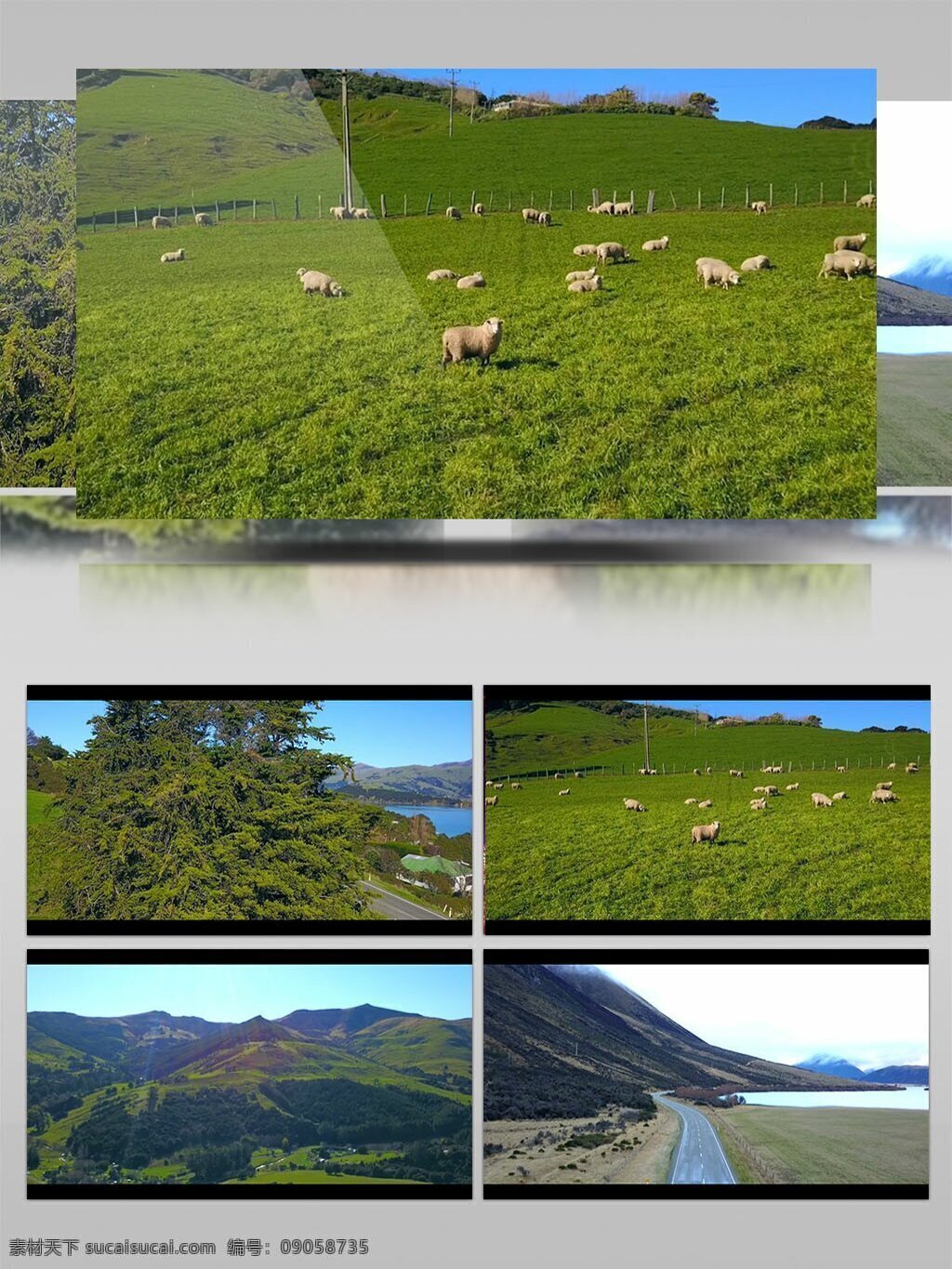 美丽 海边 草原 养殖 绵羊 视频 美丽风景 视频素材