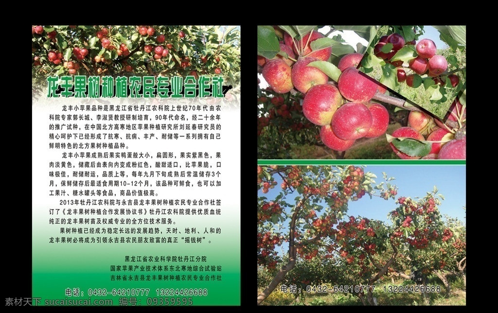 果树宣传单 龙丰 龙丰果树 苹果 沙果 传单素材 dm宣传单 广告设计模板 源文件
