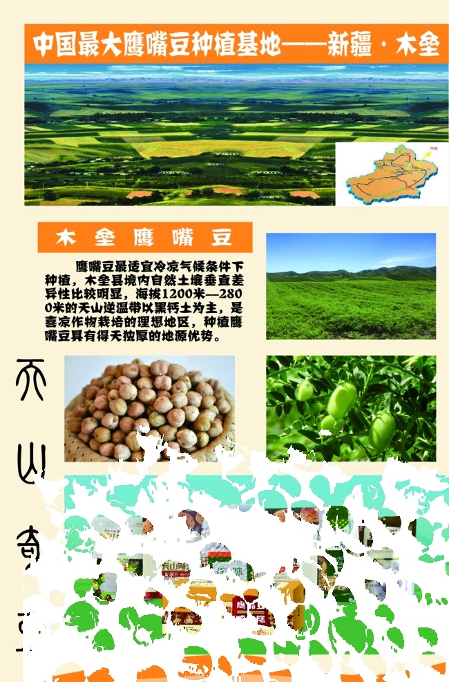 鹰嘴豆图片 鹰嘴豆 神奇的鹰嘴豆 豆类展板 展板 文化艺术