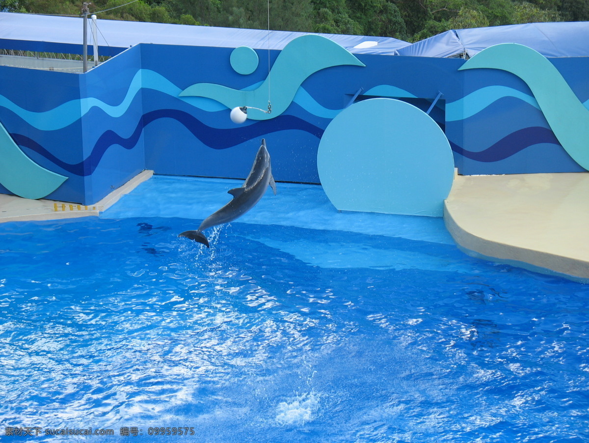 海豚顶球 香港 海洋公园 海豚 顶球 表演 水池 飞跃 香港印象 国内旅游 旅游摄影