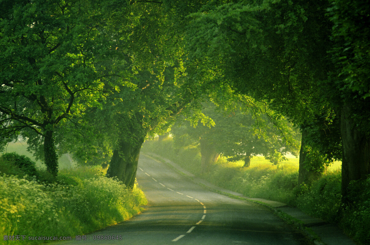 林荫大道 绿树 树林 公路 光照 树木树叶 生物世界