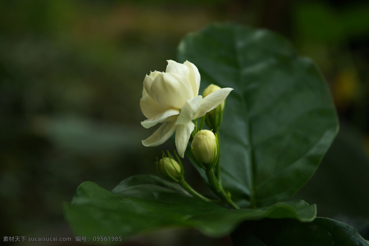 茉莉花 白花 小白花 香花 茉莉 小花 泡茶的花 花卉 生物世界 花草