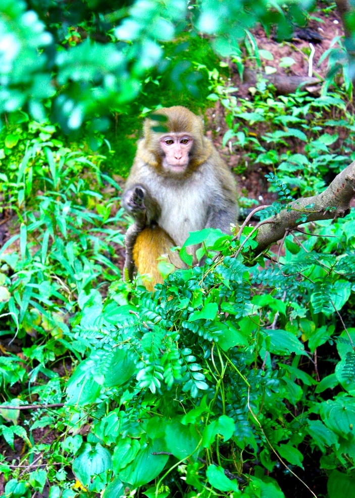 猴子摄影图片 猴子素材 深林猴子图片 猴子图片 猴子摄影 猴子摄影图 猴子高清图 猴子照片 猴子特写 金丝猴 金丝猴摄影 大自然猴子 海报猴子元素 猴子清晰图片 元素海报 易拉宝猴子 景物图片 生物世界 野生动物