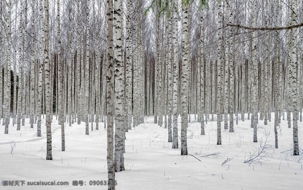 黄金树 发财树 金秋 秋季 风景 装饰画 背景墙 黄金满地 树 自然 桦木 秋天 树叶 森林 坝上秋色 鸟窝 雪地白桦 沙漠白桦树 戈壁白桦树 荒野白桦树 戈壁白桦 荒野白桦 沙漠白桦 秋天白桦林 秋季白桦树 金色白桦树 金色白桦林 森林湖泊 生物世界 树木树叶