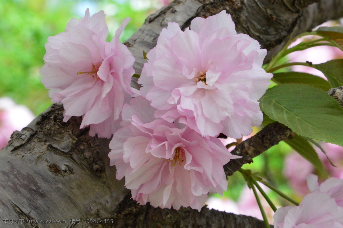 樱花 满园春色 花枝 玉渊潭樱花节 玉渊潭春色 树干 花朵 春色 花卉 花儿 花骨朵 花草 树枝 枝叶 园林景观 绿化景观 生物世界