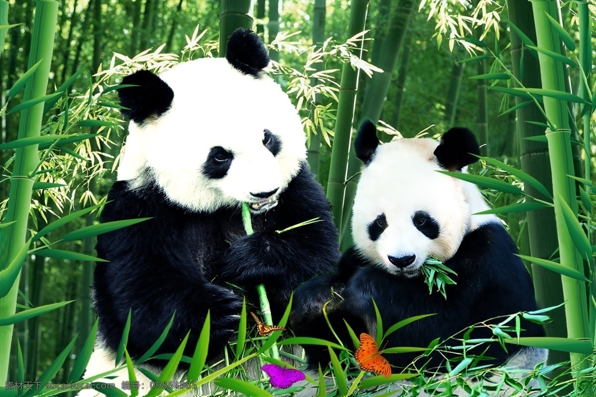 熊猫宝宝 动物 熊猫 宝宝 竹林 绿竹 野生动物 生物世界 bmp