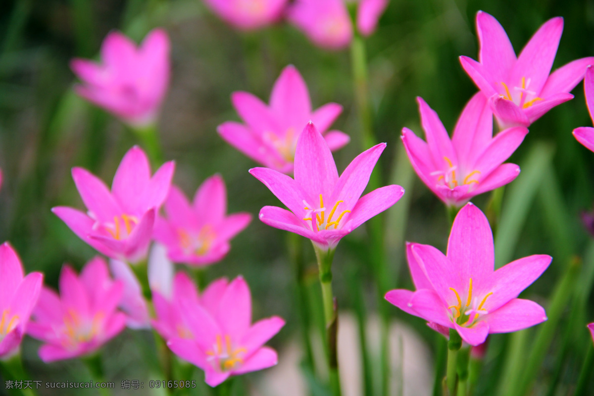 葱兰 鲜花 野花 花朵 花 绿色植物 绿色 植物 花草 红树林公园 生物世界