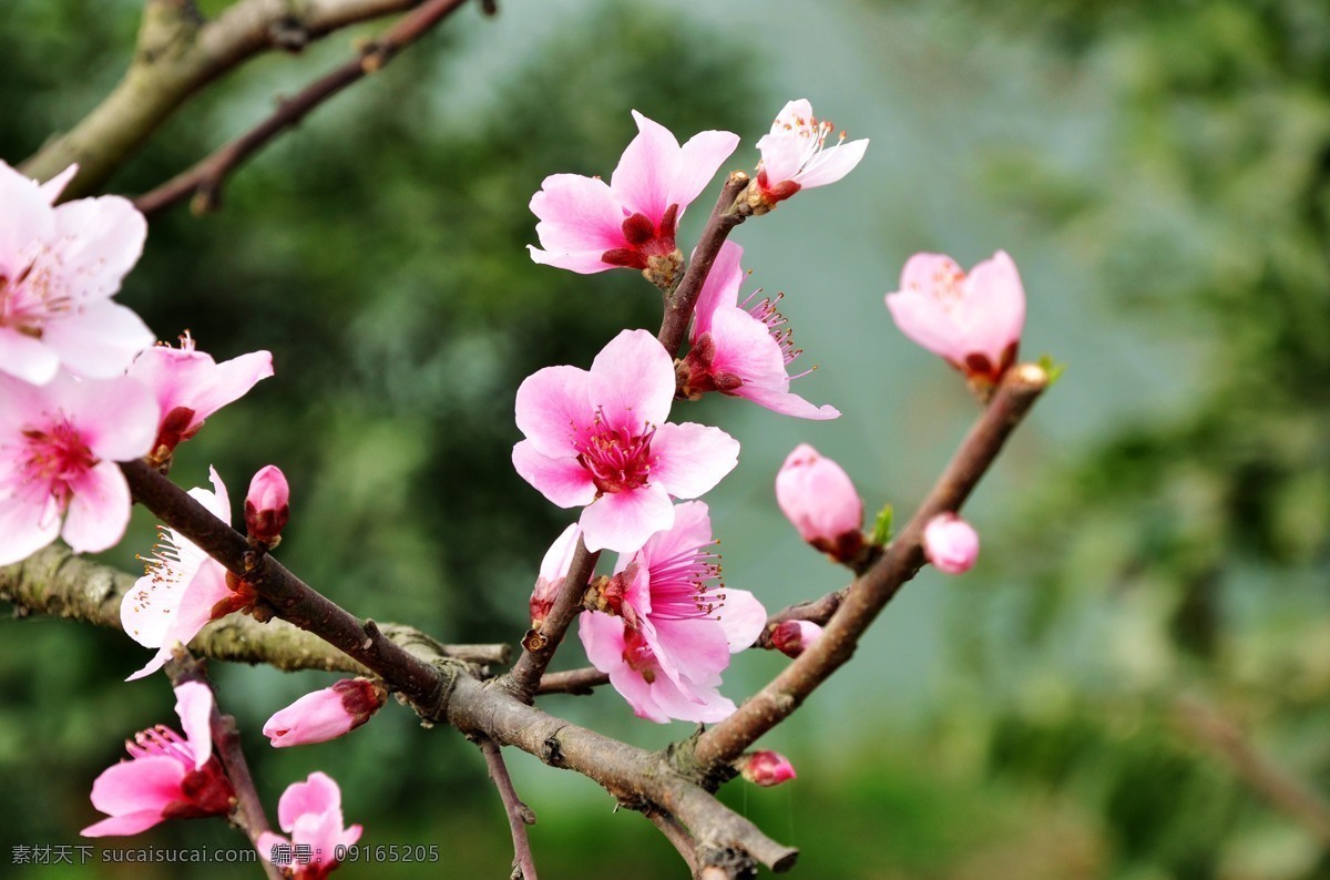 桃花 桃树 桃林 春桃 桃花节 桃花源 郊外 春色 花草 生物世界
