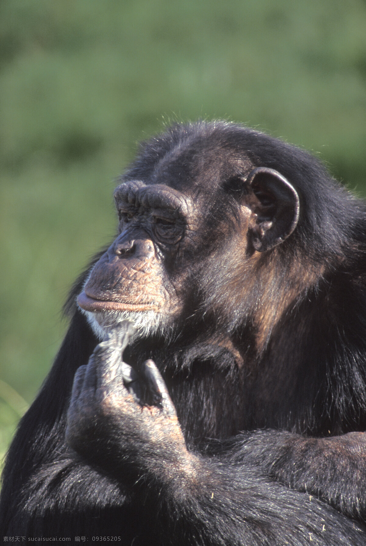 黑猩猩 大猩猩 野生动物 动物世界 摄影图 陆地动物 生物世界