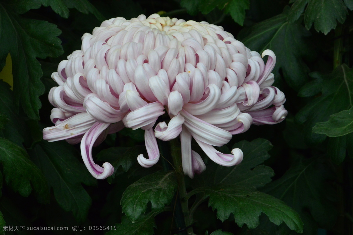 观赏花卉 秋菊 园艺 花卉素材 寿客 金英 黄华 陶菊 花卉 花儿 花草 花朵 花瓣 花蕊 菊菊花 生物世界