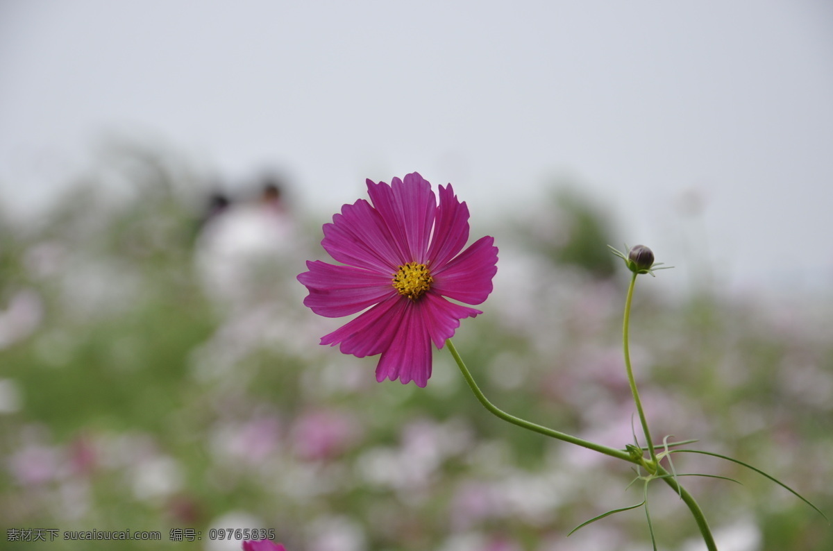 漂亮波斯菊