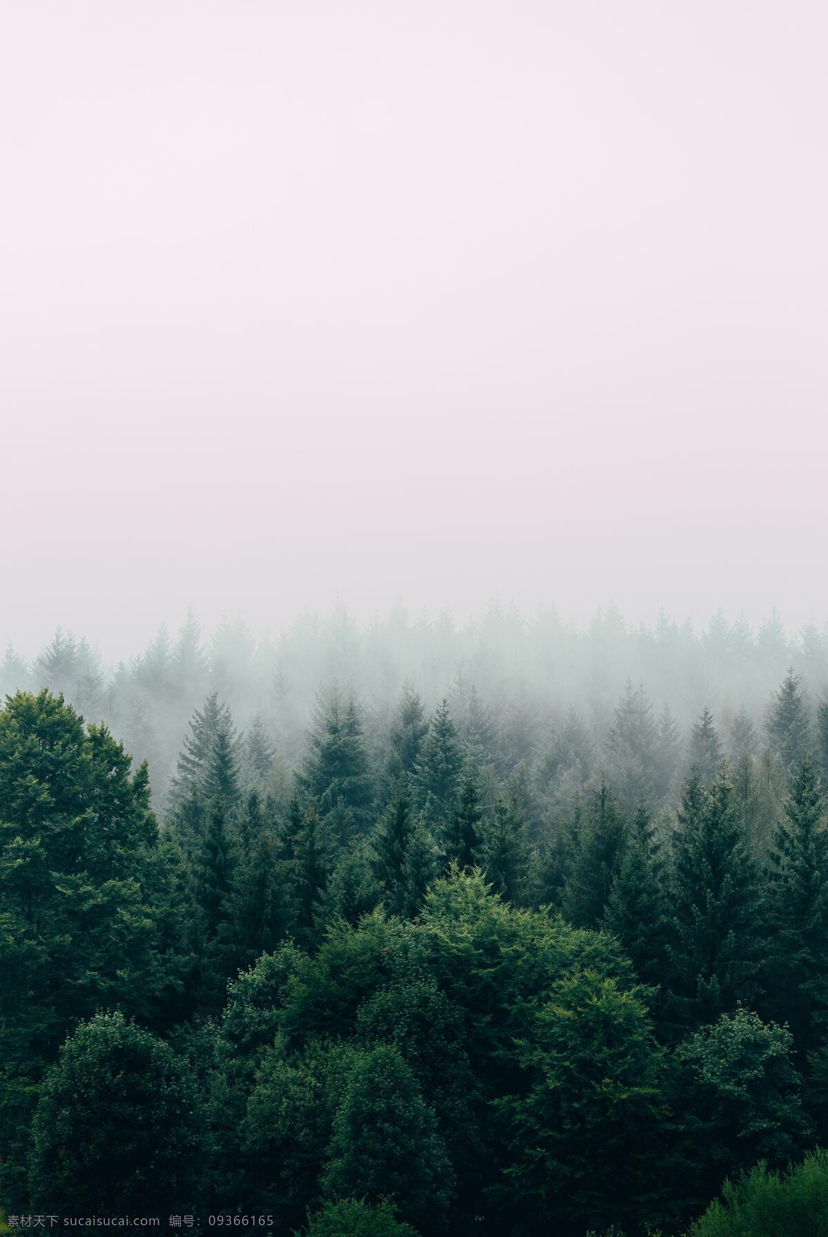 森林美景 森林 树木 天空 雨林 美丽 多娇江山 自然景观 自然风景
