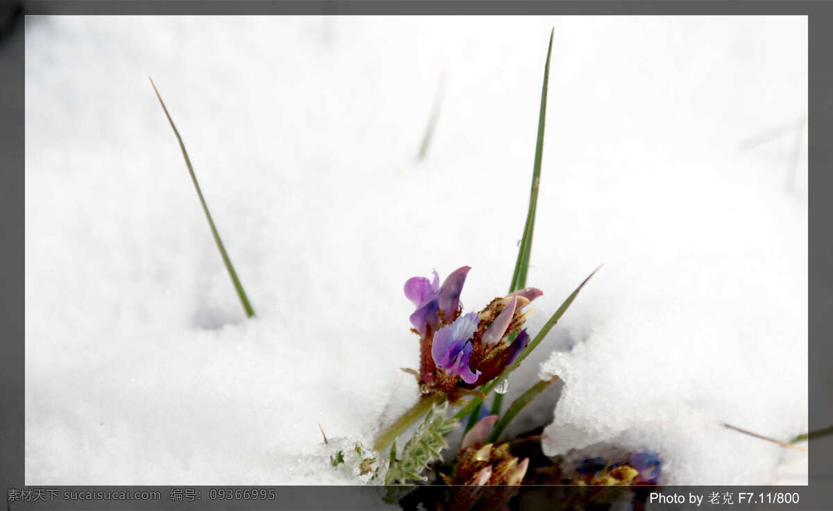 六月 雪 花 西藏 植物 自然风景 自然景观 六月的雪 psd源文件