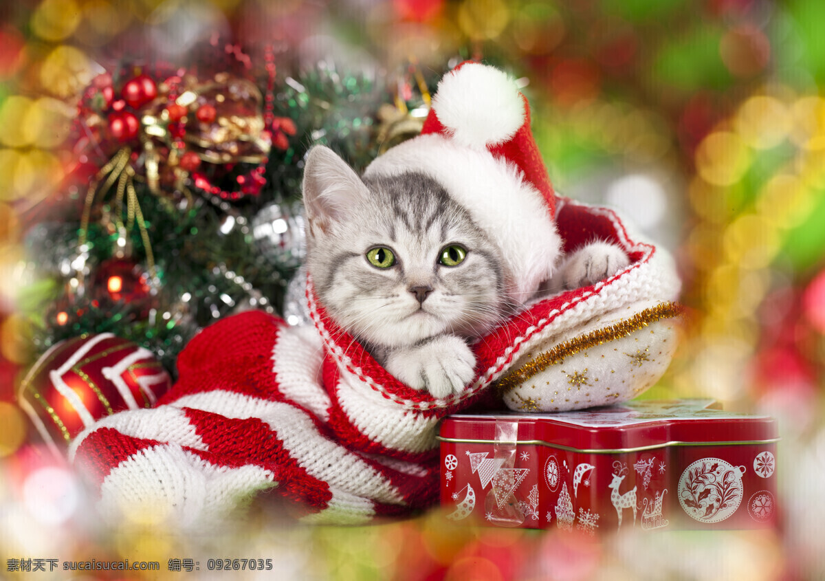 圣诞猫咪 圣诞节 圣诞 圣诞素材 猫 小猫 萌宠 宠物 动物 可爱的猫 哺乳动物 猫咪 喵星人 可爱 生物世界 家禽家畜