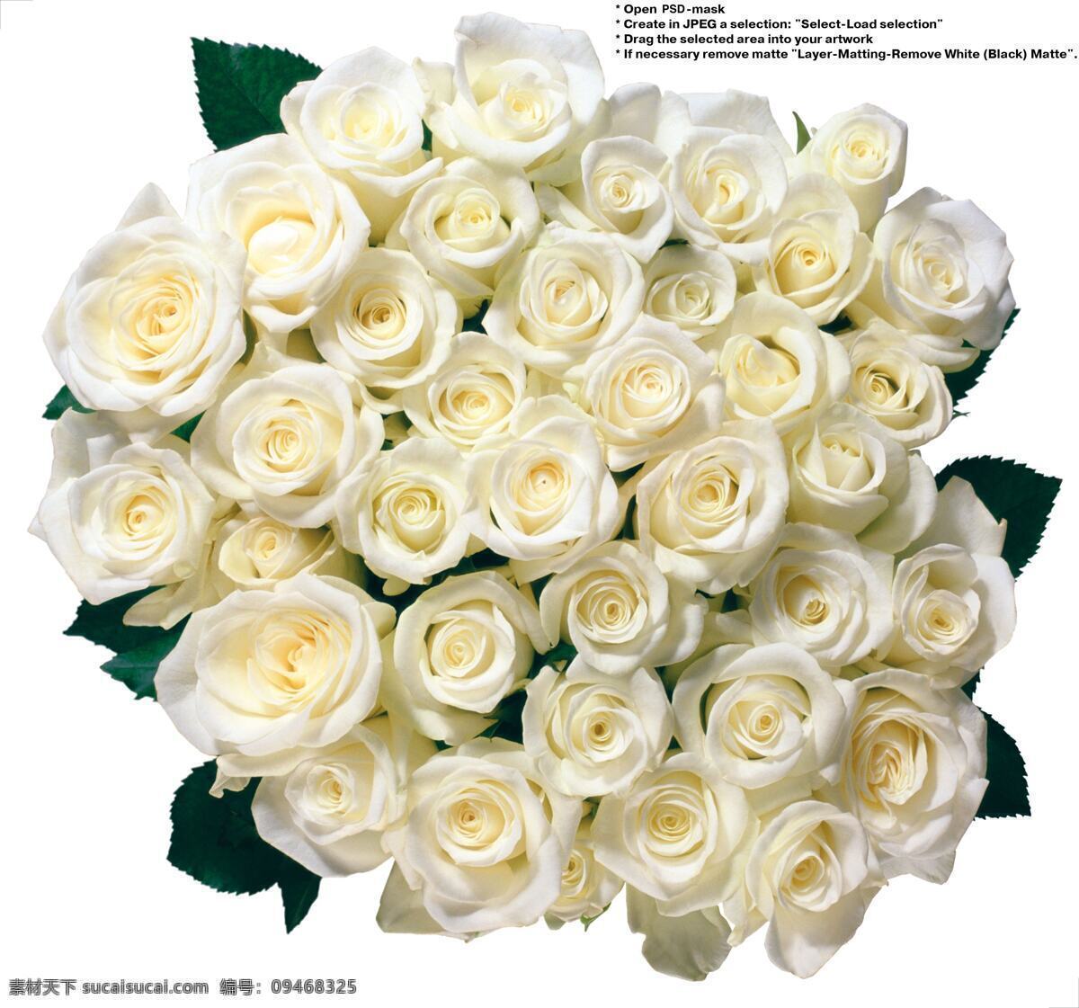 白玫瑰花素材 白色 玫瑰 花草 生物世界