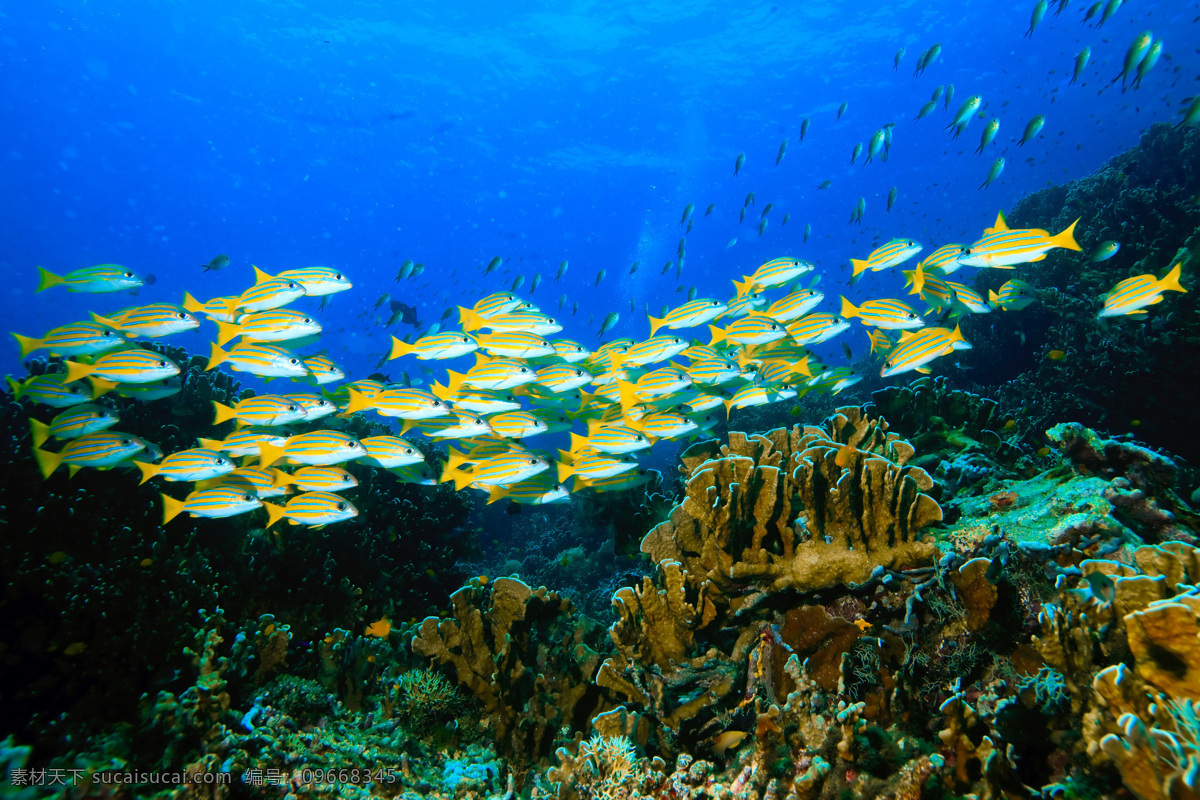 一推 鱼 美丽 珊瑚 鱼群 海洋海边 自然风光 海底世界 海洋生物 大海图片 风景图片