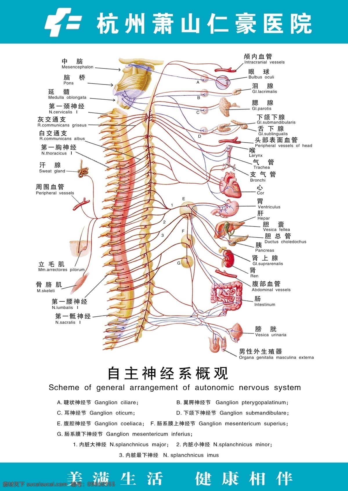自主神经 系 概观 医疗 剖面图 广告设计模板 源文件