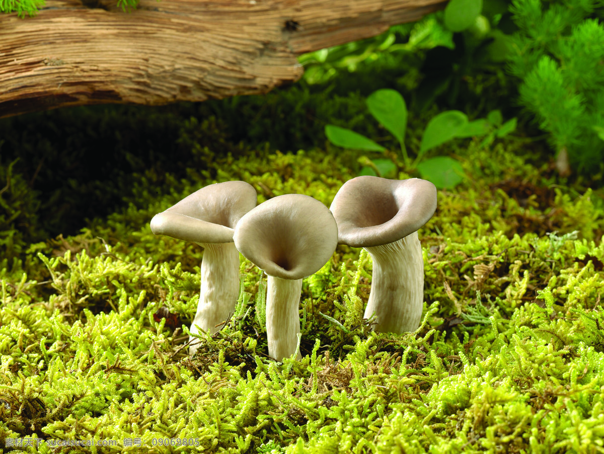长 草地 里 三个 蘑菇 蔬菜 食物 菌类 新鲜 自然 绿色 蘑菇图片 餐饮美食